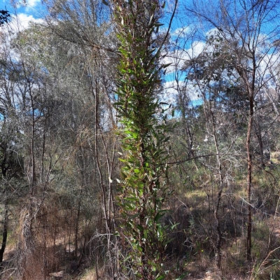 Hardenbergia violacea (False Sarsaparilla) at Watson, ACT - 9 Oct 2024 by abread111