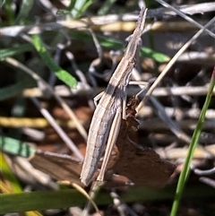 Keyacris scurra at Royalla, NSW - suppressed