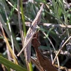 Keyacris scurra at Royalla, NSW - suppressed