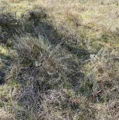 Keyacris scurra at Royalla, NSW - suppressed