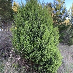 Juniperus sp. (Juniper) at Weston, ACT - 9 Oct 2024 by SteveBorkowskis