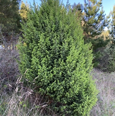 Juniperus sp. (Juniper) at Weston, ACT - 9 Oct 2024 by SteveBorkowskis