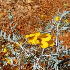Unverified Other Shrub at Nanutarra, WA - 8 Sep 2024 by Paul4K