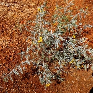 Senna glutinosa ssp pruinosa at Nanutarra, WA - 8 Sep 2024 12:46 PM