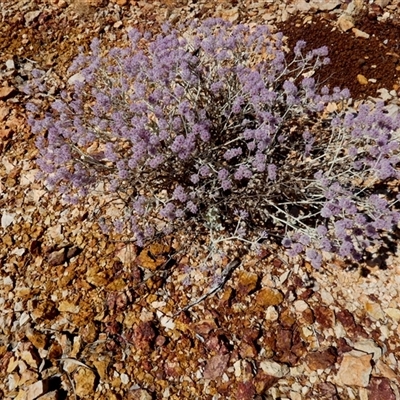Unverified Other Wildflower or Herb at Nanutarra, WA - 8 Sep 2024 by Paul4K