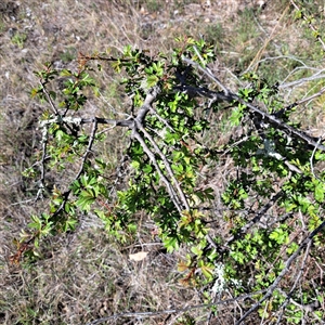 Crataegus monogyna at Kenny, ACT - 9 Oct 2024