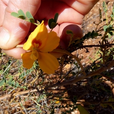 Unverified Other Shrub at Nanutarra, WA - 8 Sep 2024 by Paul4K