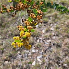 Acacia cultriformis (Knife Leaf Wattle) at Watson, ACT - 9 Oct 2024 by abread111