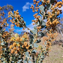 Acacia cultriformis at Watson, ACT - 9 Oct 2024 04:13 PM