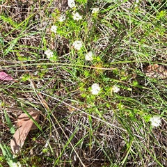 Asperula conferta (Common Woodruff) at Watson, ACT - 9 Oct 2024 by abread111