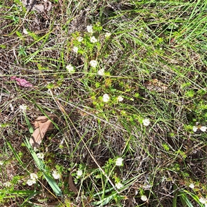 Asperula conferta at Watson, ACT - 9 Oct 2024