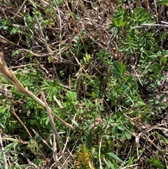 Acaena (genus) (A Sheep's Burr) at Belconnen, ACT - 9 Oct 2024 by JohnGiacon