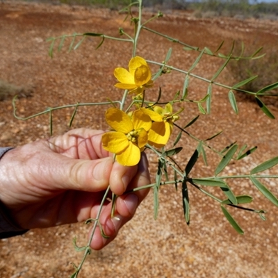 Unverified Other Shrub at Nanutarra, WA - 8 Sep 2024 by Paul4K