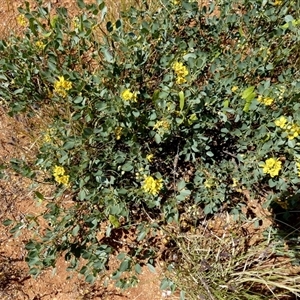 Senna artemisioides at Nanutarra, WA - 8 Sep 2024 01:20 PM