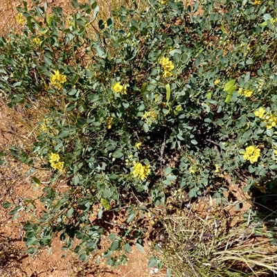 Senna artemisioides at Nanutarra, WA - 8 Sep 2024 by Paul4K