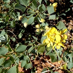 Senna artemisioides at Nanutarra, WA - 8 Sep 2024 01:20 PM
