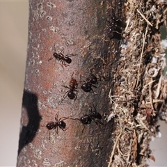 Papyrius sp. (genus) (A Coconut Ant) at Theodore, ACT - 9 Oct 2024 by RAllen