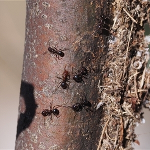 Papyrius sp. (genus) at Theodore, ACT - suppressed