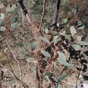 Papyrius sp. (genus) at Theodore, ACT - suppressed