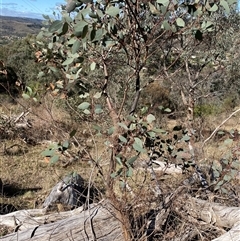 Papyrius sp. (genus) at Theodore, ACT - suppressed