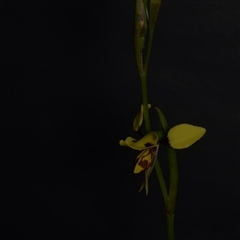 Diuris sulphurea at Bruce, ACT - suppressed