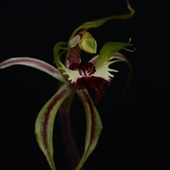 Caladenia atrovespa at Acton, ACT - suppressed