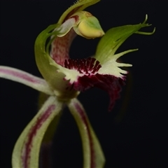 Caladenia atrovespa at Acton, ACT - suppressed