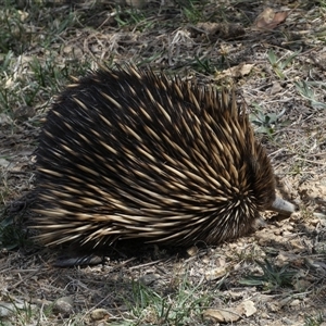 Tachyglossus aculeatus at Queanbeyan East, NSW - 9 Oct 2024 02:11 PM