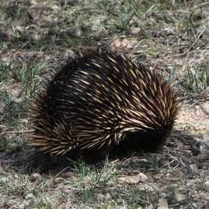 Tachyglossus aculeatus at Queanbeyan East, NSW - 9 Oct 2024 02:11 PM