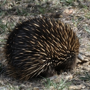 Tachyglossus aculeatus at Queanbeyan East, NSW - 9 Oct 2024 02:11 PM