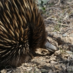 Tachyglossus aculeatus at Queanbeyan East, NSW - 9 Oct 2024 02:11 PM