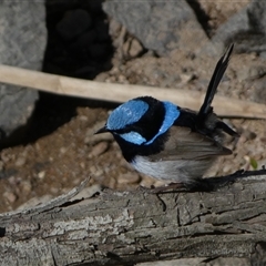 Malurus cyaneus at Coombs, ACT - 9 Oct 2024