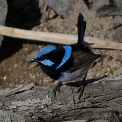 Malurus cyaneus at Coombs, ACT - 9 Oct 2024 04:05 PM