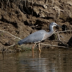 Egretta novaehollandiae (White-faced Heron) at Weston, ACT - 9 Oct 2024 by SteveBorkowskis