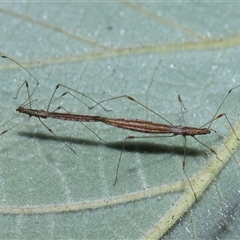 Chinoneides tasmaniensis (Stilt bug) at Acton, ACT - 9 Oct 2024 by TimL