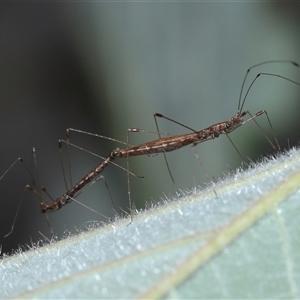 Chinoneides tasmaniensis at Acton, ACT - 9 Oct 2024 01:41 PM