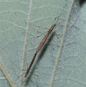 Chinoneides tasmaniensis at Acton, ACT - 9 Oct 2024 01:41 PM