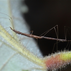 Chinoneides tasmaniensis at Acton, ACT - 9 Oct 2024 01:41 PM