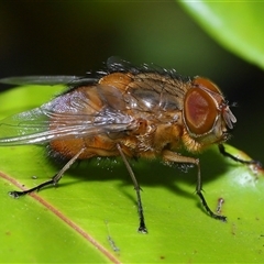 Calliphora ochracea (Reddish Brown blowfly) at Acton, ACT - 9 Oct 2024 by TimL