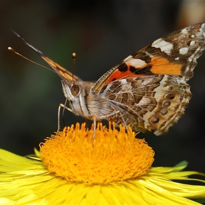 Vanessa kershawi (Australian Painted Lady) at Acton, ACT - 9 Oct 2024 by TimL