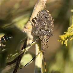 Alcaeus varicornis (Acacia shield bug) at Russell, ACT - 9 Oct 2024 by Hejor1