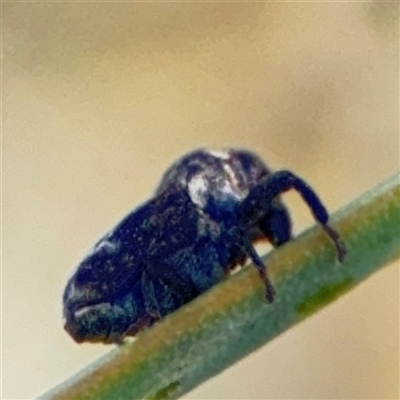 Neolaemosaccus sp. (genus) (A weevil) at Russell, ACT - 9 Oct 2024 by Hejor1