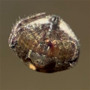 Dolophones sp. (genus) at Russell, ACT - 9 Oct 2024 04:59 PM