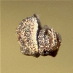 Dolophones sp. (genus) at Russell, ACT - 9 Oct 2024 04:59 PM