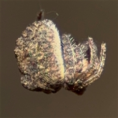 Dolophones sp. (genus) at Russell, ACT - 9 Oct 2024 04:59 PM