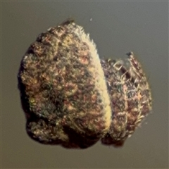 Dolophones sp. (genus) at Russell, ACT - 9 Oct 2024 04:59 PM