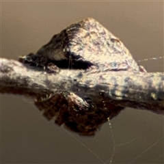 Dolophones sp. (genus) at Russell, ACT - 9 Oct 2024 04:59 PM
