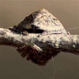 Dolophones sp. (genus) at Russell, ACT - 9 Oct 2024 04:59 PM