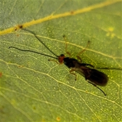 Ichneumonoidea (Superfamily) (A species of parasitic wasp) at Russell, ACT - 9 Oct 2024 by Hejor1