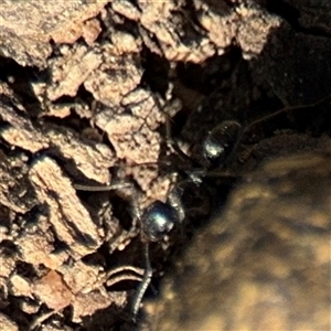 Formicidae (family) at Parkes, ACT - 9 Oct 2024